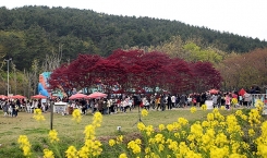 2019 신앙촌 봄꽃축제(1)