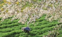 신앙촌 농장 보리밭에 핀 벚꽃