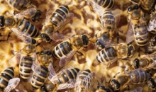 꿀벌의 멸종이 지구 생태계를 변화시킨다?!
