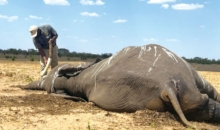 아프리카 짐바브웨  가뭄으로 코끼리 떼죽음