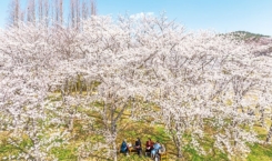 신앙촌 봄꽃 행사 (1)