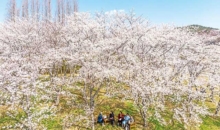 신앙촌 봄꽃 행사