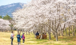 신앙촌 봄꽃 행사 (8)