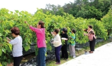 미주교인  모임 및 오디밭 체험