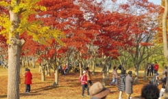 추수감사절 거리 스케치(8)