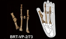 “340만 년 전 발자국, 인류 역사를 다시 생각하게 하다”