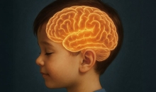 뇌의 또 다른 기준