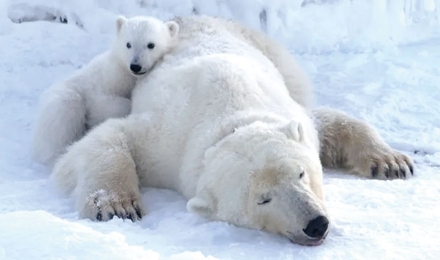 얼음은 사라지는데 북극곰은 더 살쪘다