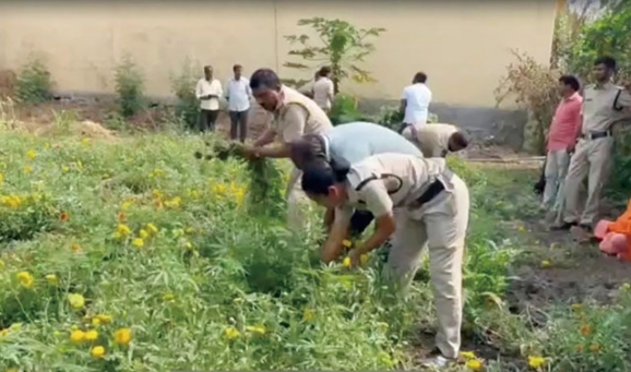 사제 대마 재배