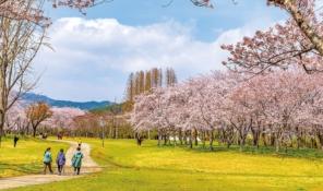 연분홍 벚꽃 아래서 봄의 정취 누려