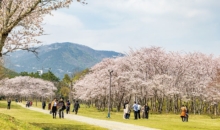 벚꽃 만발한 신앙촌