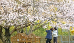 봄꽃축제(12)
