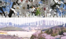 조응화 사장의 신앙촌의 꽃과 나무 이야기(7) 벚나무