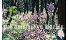 조응화 사장의 신앙촌의 꽃과 나무 이야기(8) 진달래(참꽃)