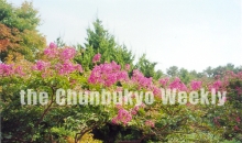 조응화 사장의 신앙촌의 꽃과 나무 이야기(10) – 배롱나무(백일홍)