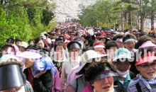 신앙촌 벚꽃길 걷기대회